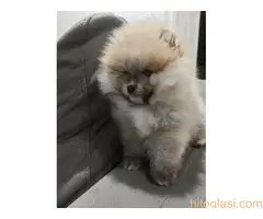 Predivni štenci Pomeranaca – Vaš novi član porodice - 3