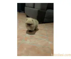 Predivni štenci Pomeranaca – Vaš novi član porodice - 4