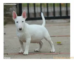 Muško Štene Minni bull terijera - 2