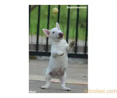 Muško Štene Minni bull terijera - 3