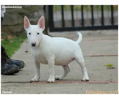 Muško Štene Minni bull terijera - 4