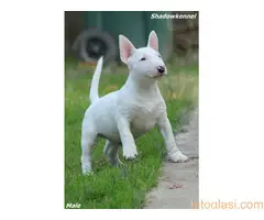 Muško Štene Minni bull terijera - 5