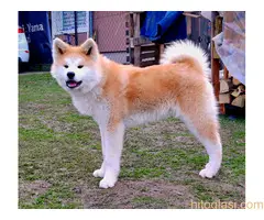 Akita Inu - štenci Japanske akite - 2