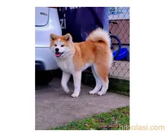 Akita Inu - štenci Japanske akite - 3