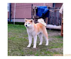 Akita Inu - štenci Japanske akite - 4