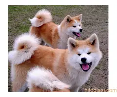 Akita Inu - štenci Japanske akite - 5