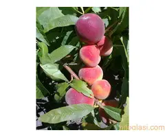 Vocne  sadnice od proizvodjaca za 2025 godinu - 2