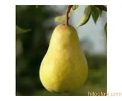 Vocne  sadnice od proizvodjaca za 2025 godinu - 4