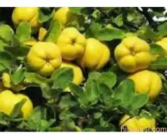 Vocne  sadnice od proizvodjaca za 2025 godinu - 5