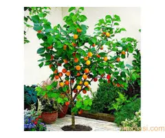 Vocne  sadnice od proizvodjaca za 2025 godinu - 6