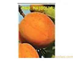 Vocne  sadnice od proizvodjaca za 2025 godinu - 7