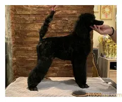 Pudle standard stenci - 2