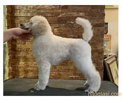 Pudle standard stenci - 3