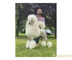 Pudle standard stenci - 4