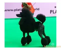 Pudle standard stenci - 5