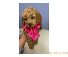 Aprikot patuljaste pudle - 2