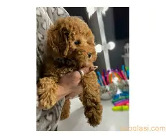 Aprikot patuljaste pudle - 3