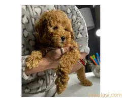 Aprikot patuljaste pudle - 4