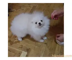 Prelepi pomeranci BOO-a - 2