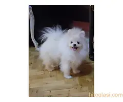 Prelepi pomeranci BOO-a - 3