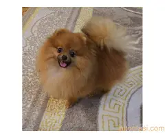 Prelepi pomeranci BOO-a - 4