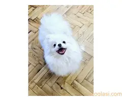 Premium pomeranci BOO-a SALE AKCIJA - 2