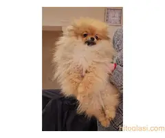 Premium pomeranci BOO-a SALE AKCIJA - 4