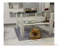 Zenka cistokrvnog pomeranca - 2