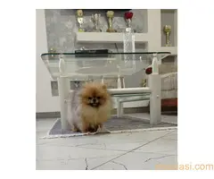 Zenka cistokrvnog pomeranca - 3