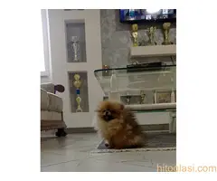 Zenka cistokrvnog pomeranca - 4