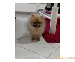 Zenka cistokrvnog pomeranca - 5