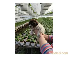 Lagoto romanjolo stenci - 2