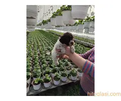 Lagoto romanjolo stenci - 3