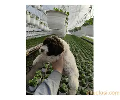 Lagoto romanjolo stenci - 4