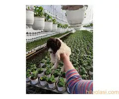 Lagoto romanjolo stenci - 5