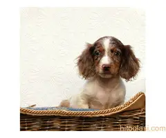 Dugodlaki jazavicar - 2