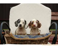 Dugodlaki jazavicar - 4