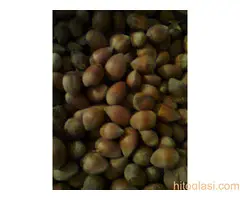 Vocne  sadnice od proizvodjaca za 2025 godinu - 5