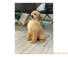 Štenci standard poodle - 2