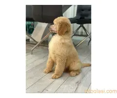 Štenci standard poodle - 3