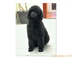 Štenci standard poodle - 4