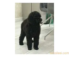 Štenci standard poodle - 5