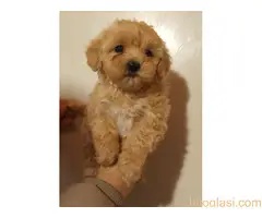 MALTIPOO   stenad - 2