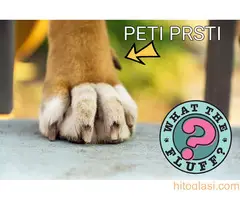 Bernski planinski pas , stenci - 2