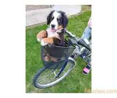 Bernski planinski pas , stenci - 3