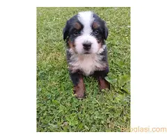 Bernski planinski pas , stenci - 4