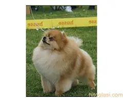 Pomeranac stenci-vrhunsko leglo - 2