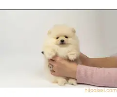 Pomeranac stenci-vrhunsko leglo - 4