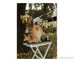 Pomeranac stenci - 2