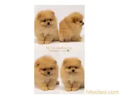 Pomeranac stenci - 3